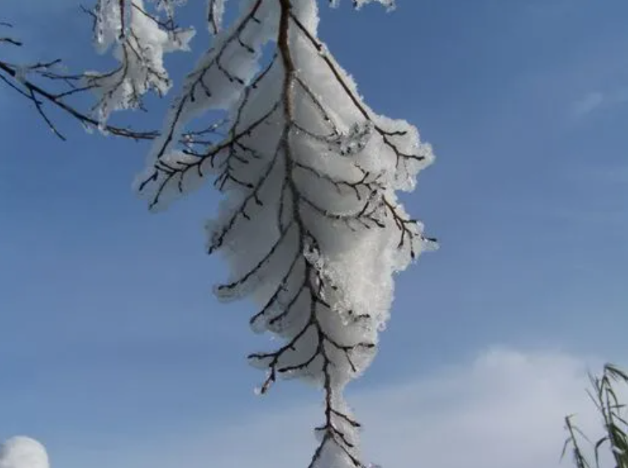 盼雪